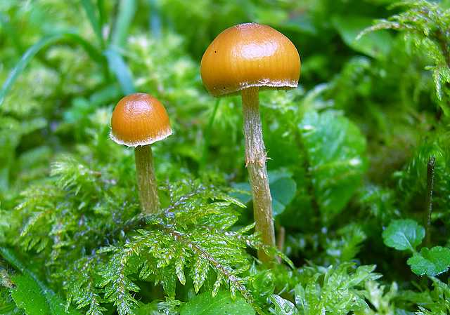 Galerina spec. Cod.: DSCN 5028